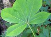 Aesculus