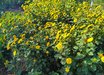 Helianthus