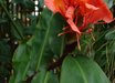 Hedychium