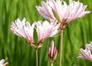 Lycoris