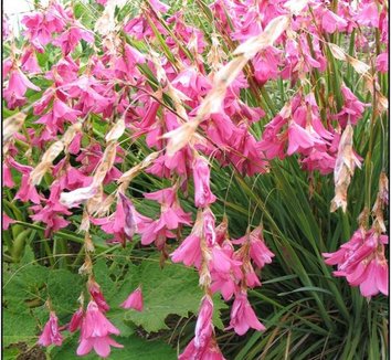 Photo of Dierama dracomontanum flower by Far Reaches Farm
