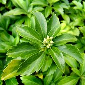 Pachysandra Terminalis Silver Edge Pachysandra Terminalis Silver S Edge Silver Edge Japanese Spurge Plant Lust