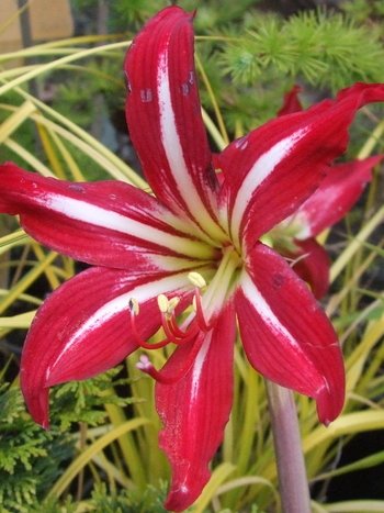Hippeastrum x johnsonii