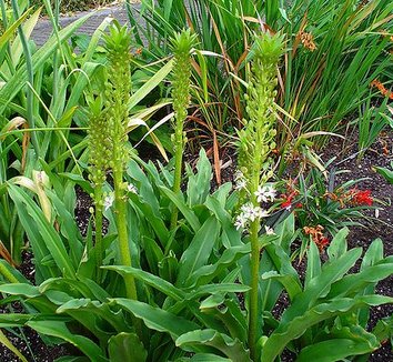 Photo of Eucomis comosa flower by H. Zell