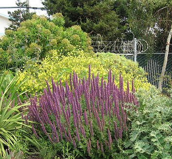 Photo of Nepeta tuberosa flower, form by Annie's Annuals & Perennials