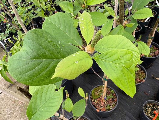 Photo of Magnolia x soulangeana 'San Jose' flower, foliage by plant lust