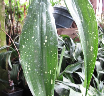 Photo of Aspidistra elatior 'Big Bang' foliage by plant lust