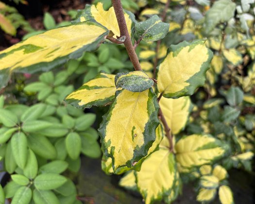 Photo of Elaeagnus pungens 'Clemson Variegated' foliage by plant lust