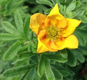 Photo of Dasiphora fruticosa Mango Tango™ PP12258 flower by Forestfarm