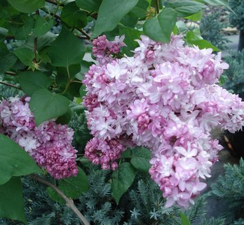 Photo of Syringa 'Spokane' flower by Briggs Plant Propagators