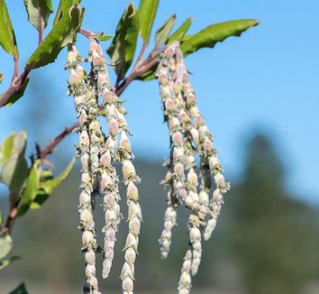 Photo of Garrya x issaquahensis 'Carl English' flower by Forestfarm
