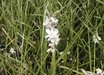 Chlorophytum