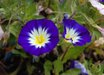 Convolvulus