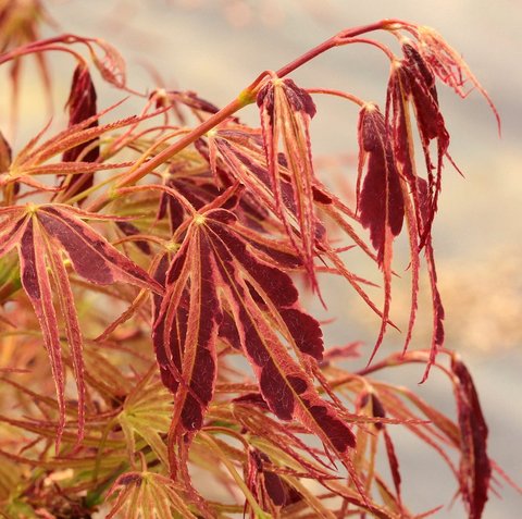 Maplebara Manyo Acer palmatum 'Manyo no sato' | Acer palmatum 'Mano No Sato' | Manyo no ...