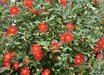 Dahlia 'Forncett Furnace'