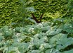 Petasites
