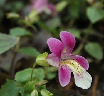 Photo of Erythranthe cuprea flower by Karl Gercens III