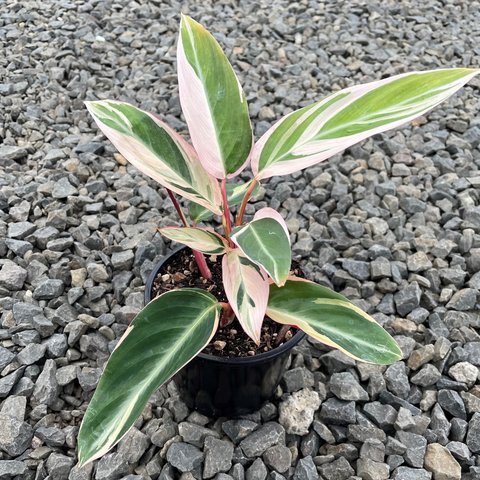 dracaena terrarium 6" Pot Dracaena JC Compacta
