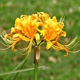 Lycoris aurea | Golden Spider Lily | Surprise Lily | Yellow Spider Lily |  plant lust