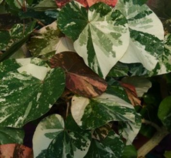 Photo of Hibiscus tiliaceus [variegated] foliage by Almost Eden
