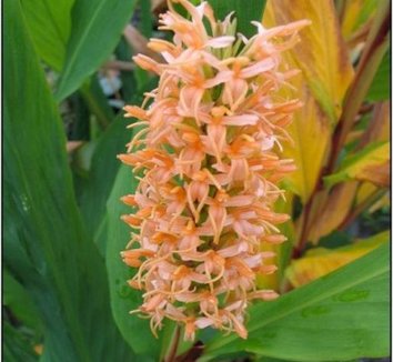 Photo of Hedychium densiflorum flower by Far Reaches Farm