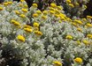 Helichrysum