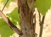 Corylus