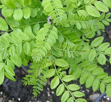 Photo of Gleditsia japonica foliage by Forestfarm
