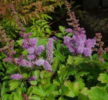 Photo of Astilbe chinensis var. pumila flower by Secret Garden Growers