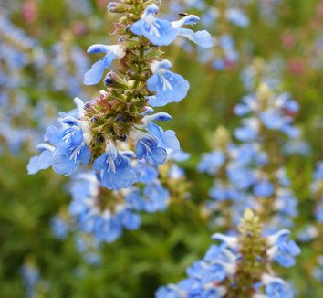 Native to: Brazil from multiple nurseries on Plant Lust