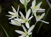 Anthericum