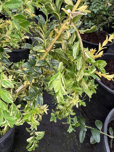Photo of Buxus sempervirens 'Aurea Pendula' foliage by plant lust