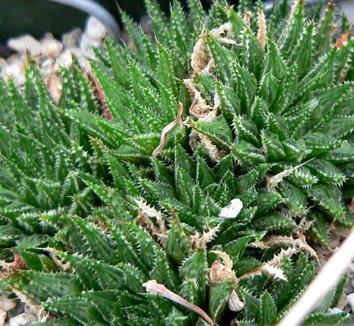 Photo of Haworthia maraisii by Stan Shebs