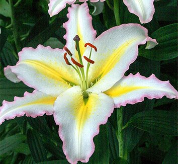 Photo of Lilium 'Primrose Hill' flower by Phoenix Perennials and Specialty Plants Ltd.