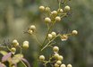 Nandina