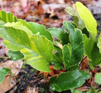 Photo of Pyrrosia lingua 'Variegata' foliage by Sebright Gardens