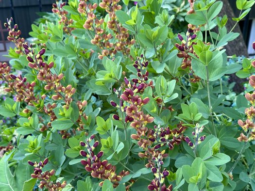 Photo of Baptisia 'Cherries Jubilee' PP23907 by 	plant lust