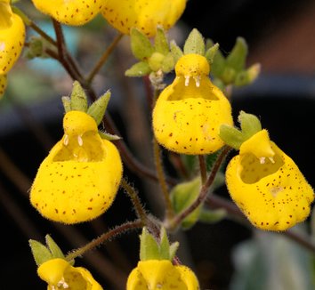 Calceolaria from multiple nurseries on Plant Lust