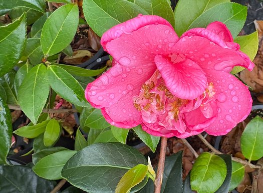 camellia　 Camellia j. 'Chandleri Elegans' | Matsuda's — Green Acres