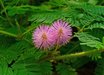 Mimosa