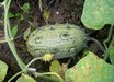 African Horned Cucumber