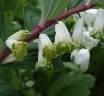 Photo of Polygonatum odoratum v. pluriflorum flower by Dancing Oaks Nursery