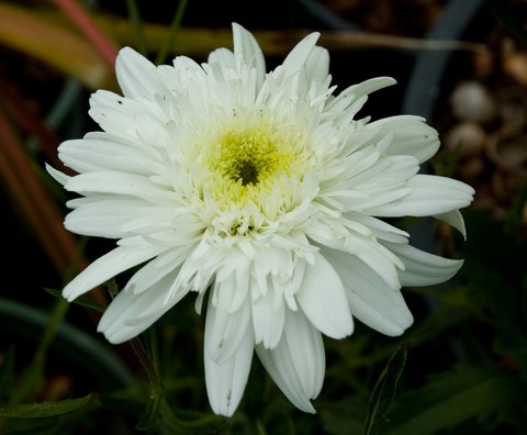 ARABIA エステリ \"Chrysanthemum leucanthemum\" ARABIA エステリ 