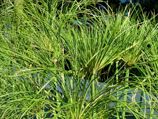 Photo of Cyperus papyrus King Tut® by Patricia Cunningham