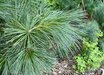 Pinus