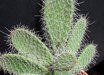 Tacinga