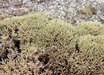 Eriogonum
