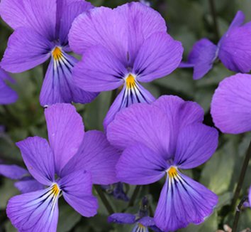 Photo of Viola corsica flower by Annie's Annuals & Perennials