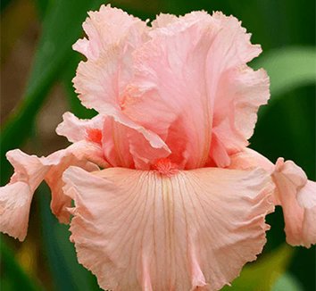 Photo of Iris 'Angel's Rest' flower by Phoenix Perennials and Specialty Plants Ltd.