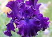 Iris 'Berry Fulfilling'